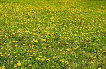 Obraz premium field of yellow dandelions