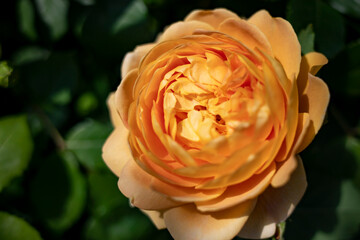 Beautiful yellow rose in the summer garden.