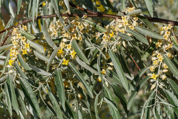 Ramas del Árbol del Paraíso con sus flores amarillas en primavera. Elaeagnus angustifolia. 