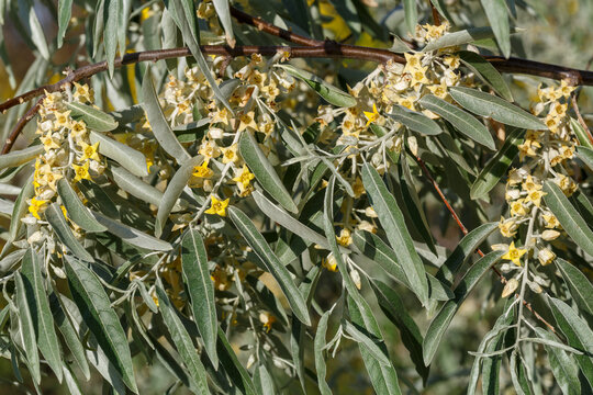 Ramas del &Aacute;rbol del Para&iacute;so con sus flores amarillas en primavera. Elaeagnus angustifolia. 