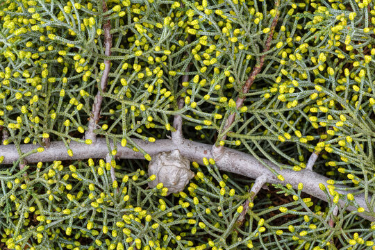 Cupressus arizonica. Detalle de una rama de Ciprés de Arizona, con sus hojas y piña.