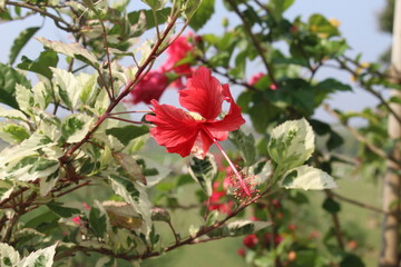red hibiscus flower in garden