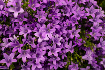 Funny puppy in the arms of a girl in the sunset light. Close-up side view on the street.