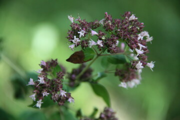 lilac autumn is coming on green