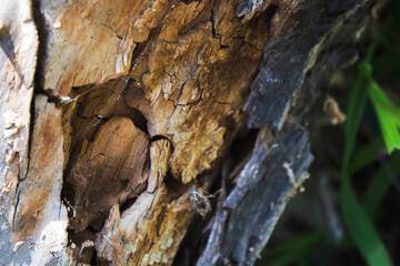 Trunk of old cracked tree. Grunge trunk background.