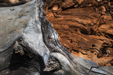 Old grunge trunk. Wooden background and texture. Grunge nature background.