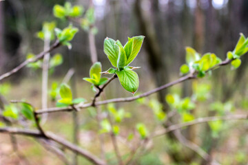 green leaves in spring