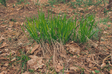 green grass growing in the soil