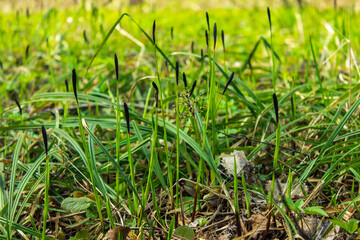 green grass in the morning