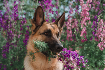 German Shepherd with a bouquet of flowers in its mouth