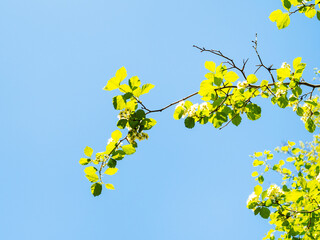 spring in city - sunlit branch of hawthorn tree with green leaves and white flowers and blue sky on background on sunny day