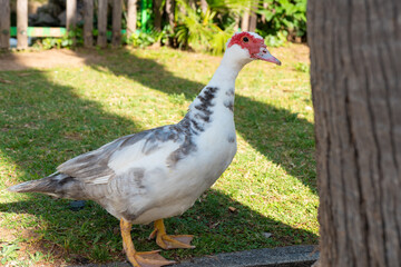 Pato paseando en el parque