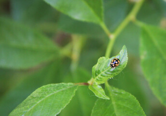 green frog on a leaf