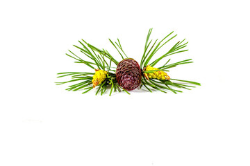 Cones with needles isolated on a white background