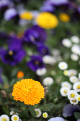 Obraz na płótnie Canvas Colourful flowers in the garden