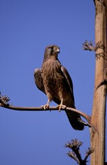 Cernicalo hembra de Gran Canaria
