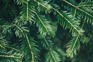 Close up of spruce branch