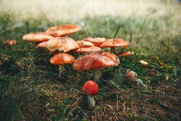 Inedible mushrooms Amanita