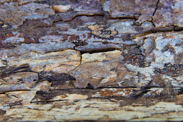 Holz Rinde