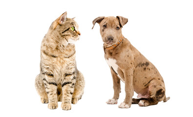 Cat Scottish Straight and Pitbull puppy sitting together isolated on a white background