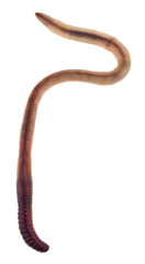 Worm isolated on a white background close-up.