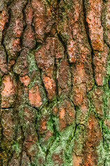 The texture of the tree bark with a piece of green moss.Wide tree trunk with a textured texture.