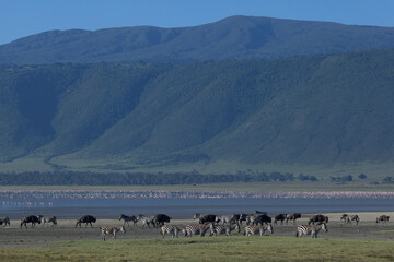 herd of wildebeest and mountains
