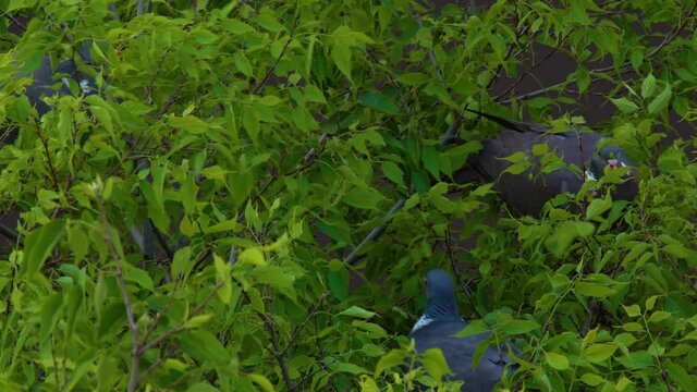 birds in a tree, pigeon making a nest in a tree