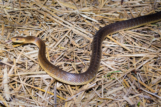 Straz nad Ohri, Karlovy Vary, Czech Republic, May 2020: The tree snake (Zamenis longissimus) is the rarest snake in the Czech Republic
