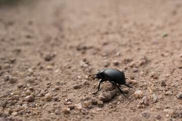Tenebrioninae closeup on a dust 