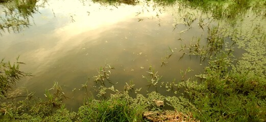 grass and water