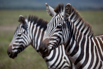 Fototapeta na wymiar zebra in Africa
