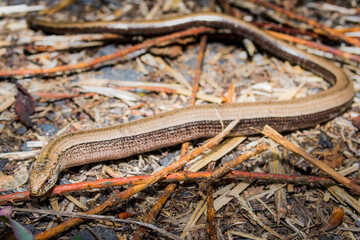 Straz nad Ohri, Karlovy Vary, Czech Republic, May 2020: Slow-worm  (Anguis fragilis) 