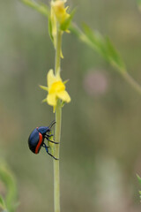 black and red leaf beetle eating a yellow flower stalk