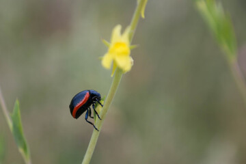 black and red leaf beetle eating a yellow flower stalk