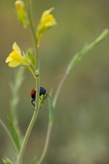 black and red leaf beetle eating a yellow flower stalk