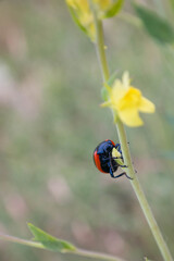 black and red leaf beetle eating a yellow flower stalk