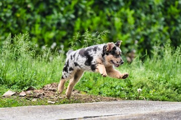 dog on grass, photo as a background , australian german shepard sheperd dog
