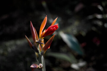 Lobster-claws, Heliconia flowers in the garden. Common names for the genus include Dwarf Jamaican flower
