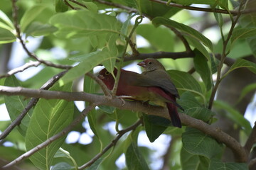 un couple oiseau sous les feuillages 
