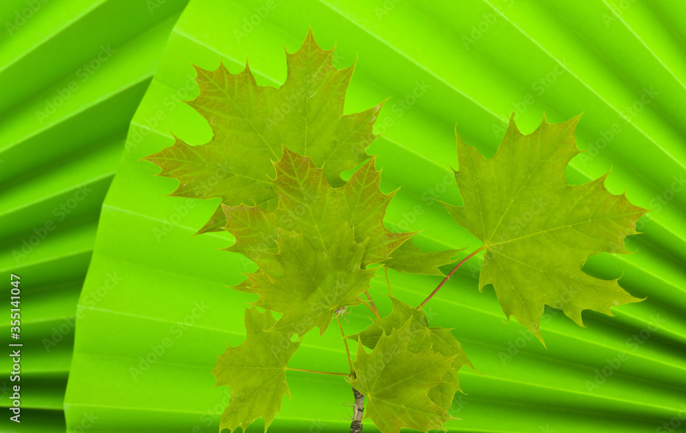 Sticker green leaves of maple on an abstract green background close-up.