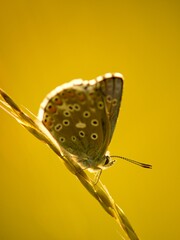 The Common Blue (Plebejus idas) is a species of diurnal butterfly in the blue family