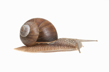 Small grape snail with eyes apart on a neutral white background