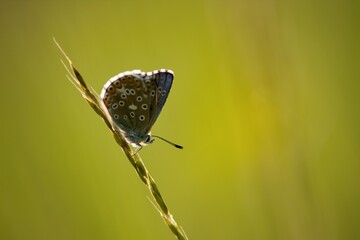 The Common Blue (Plebejus idas) is a species of diurnal butterfly in the blue family