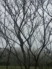 trees in the fog