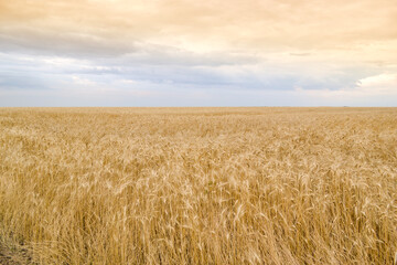 Wheat flied panorama with tree at sunset, rural countryside - Agriculture