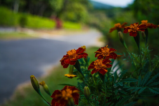beautiful Marigold Flowers of yellow and orange color, genda phool
