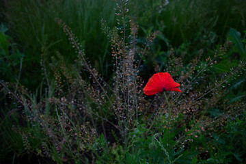 Red poppy blooming in the field
