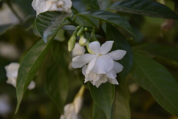 la rose blanche de Liban 