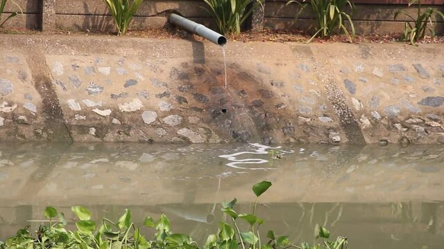 Biological methods of water purification. A reservoir where household sewage drains. There is Water hyacinth (Eichhornia) floating in the reservoir that completely cleanses eutrophic waters.
